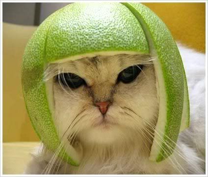 funny-cat-melon-head_dqr.jpg