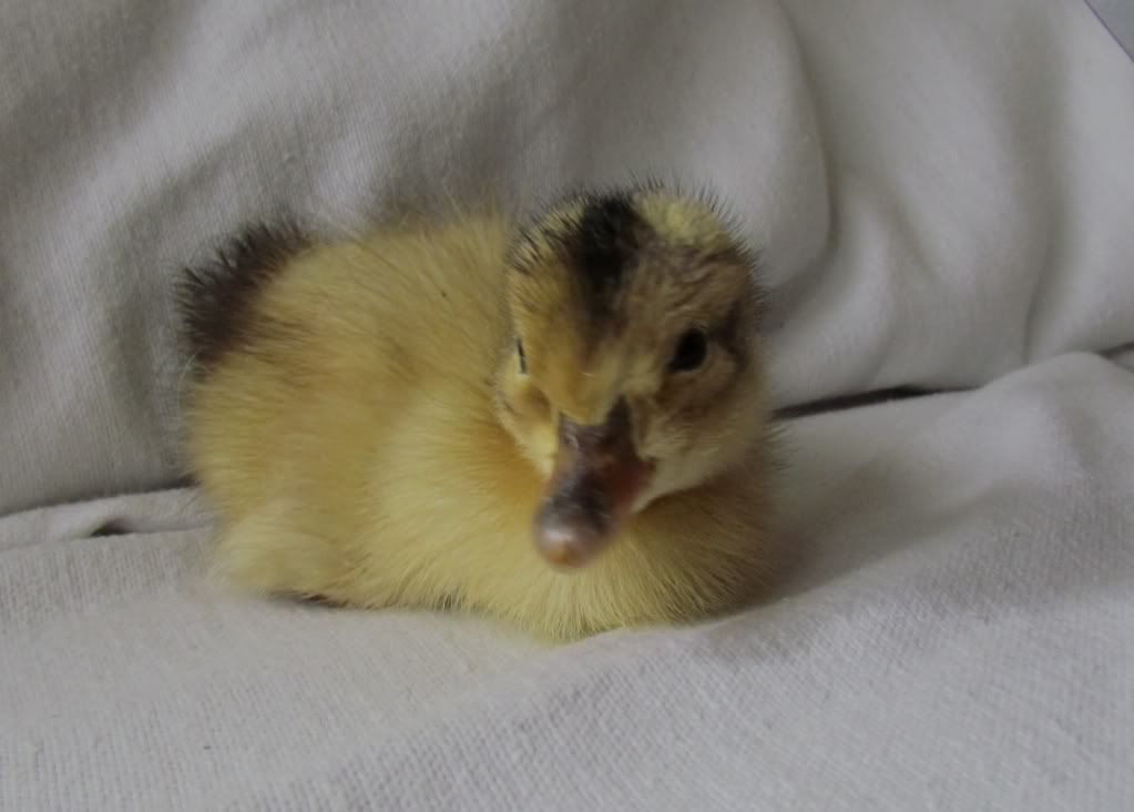 albertachickensetc.pun... albertachickensetc.pun...