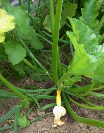 2014CourgettesYellow26-06-2014_zps148173d0.jpg