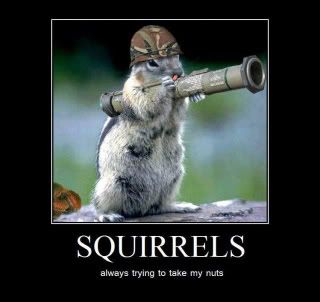 squirrels-5.jpg image by LadyL_613