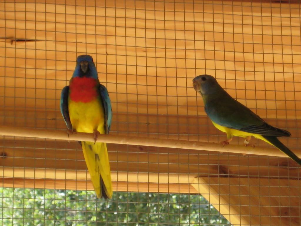 Splendid Parakeets