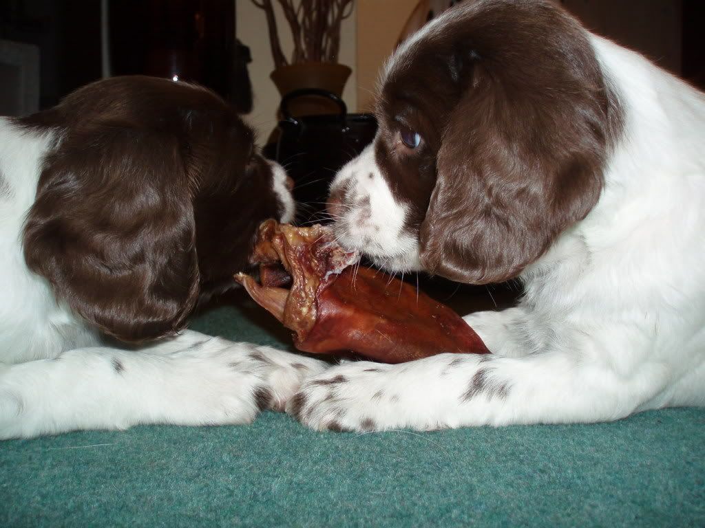 are pig ears bad for a english springer spaniel