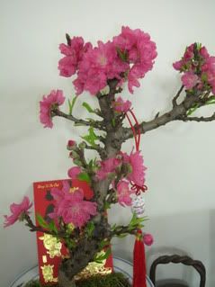 peach blossom Pictures, Images and Photos