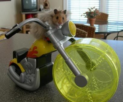 cool hamster Pictures, Images and Photos