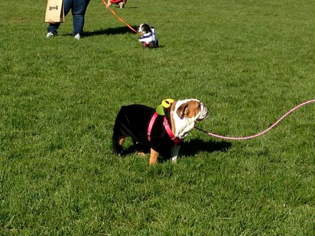 93 photo IMG_1286_zps1954f911.jpg