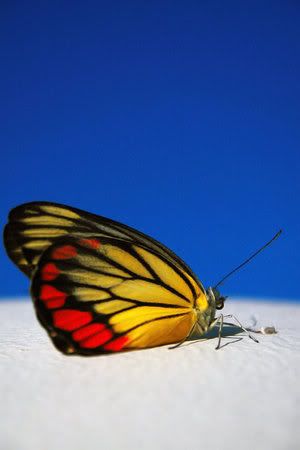 colorfull_butterfly_by_ratulangi.jpg picture by drzounek colorfull_butterfly_by_ratulangi.jpg picture by drzounek