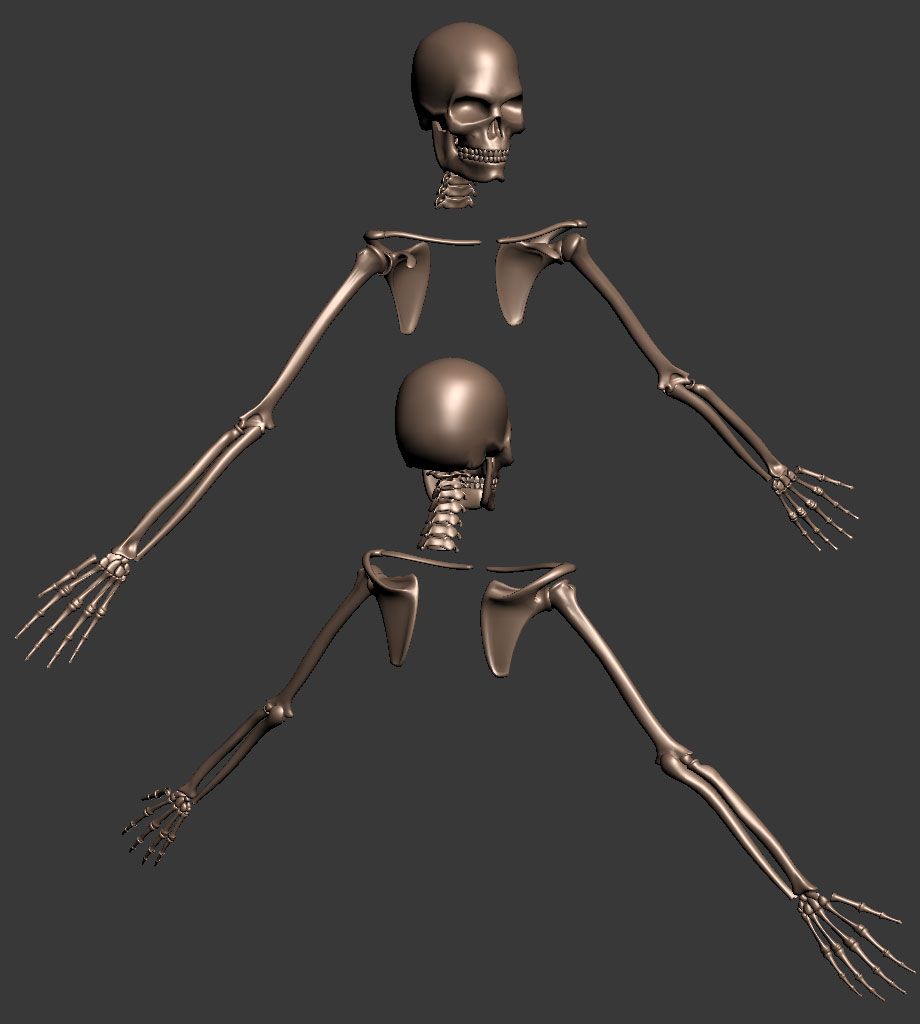 skeleton_wip_02.jpg