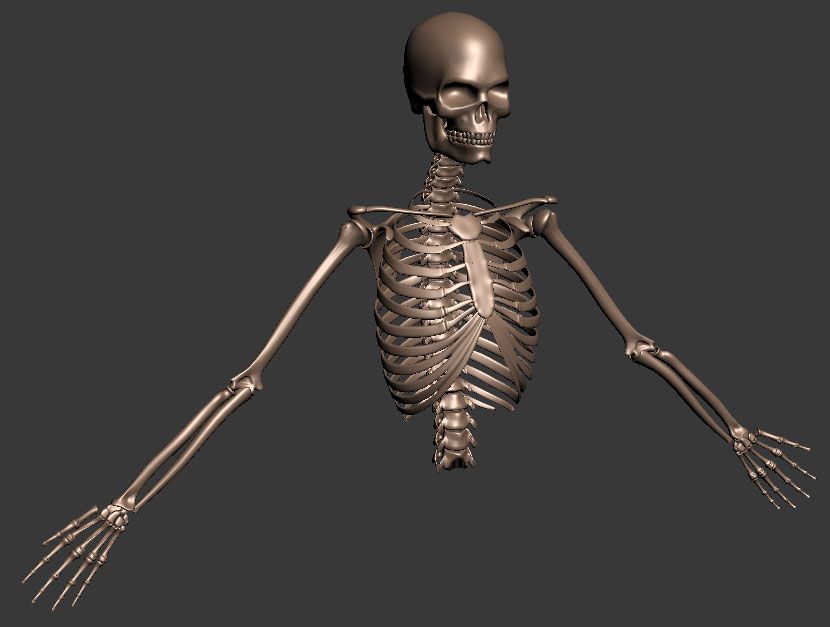 skeleton_wip_03.jpg