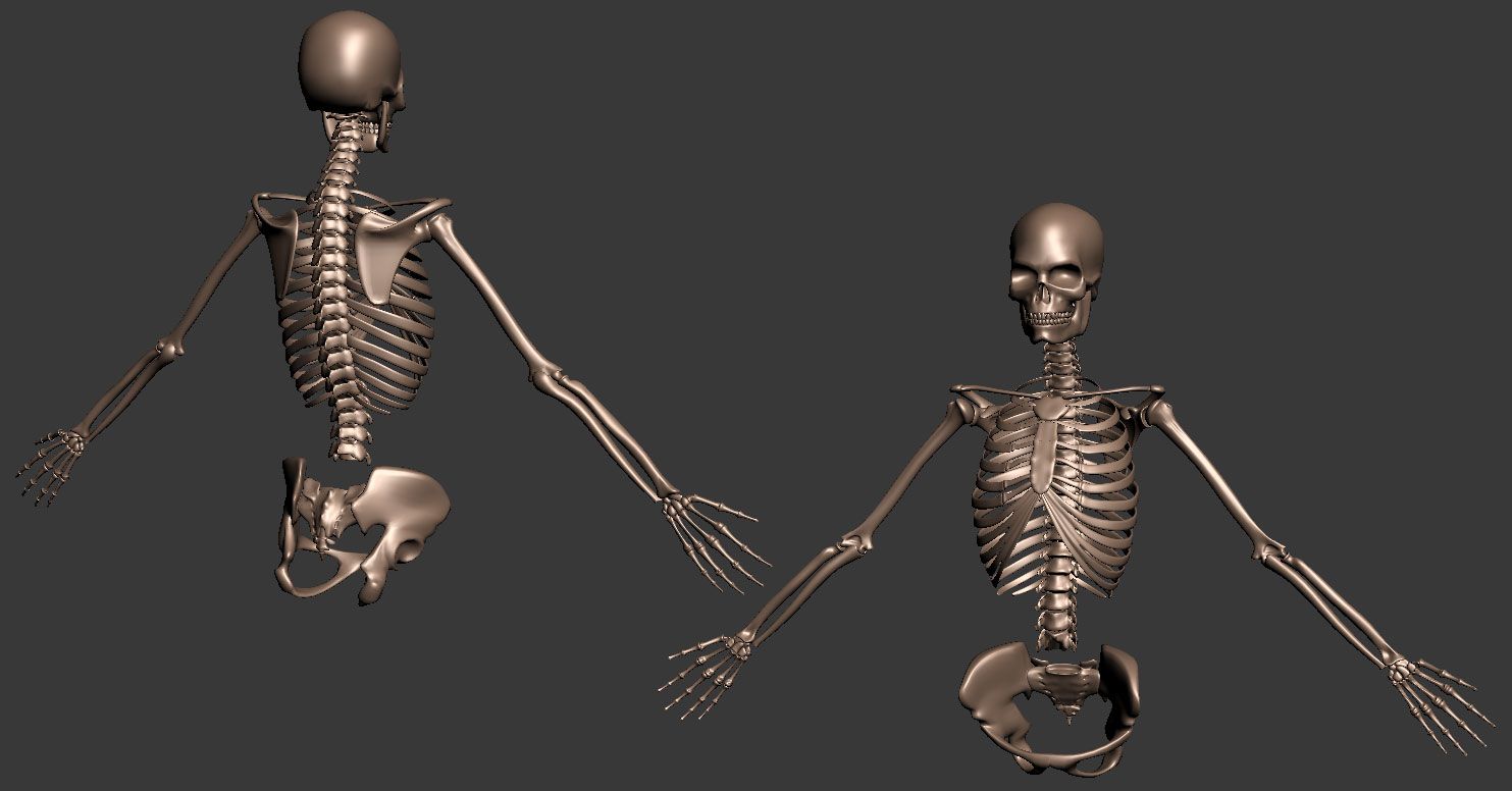 skeleton_wip_04.jpg