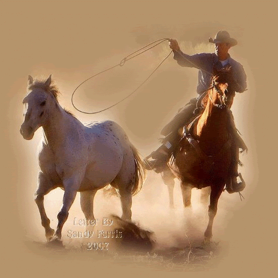 Round up the mustang Pictures, Images and Photos