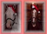 Christmas horses