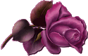 PURPLE ROSE Pictures, Images and Photos
