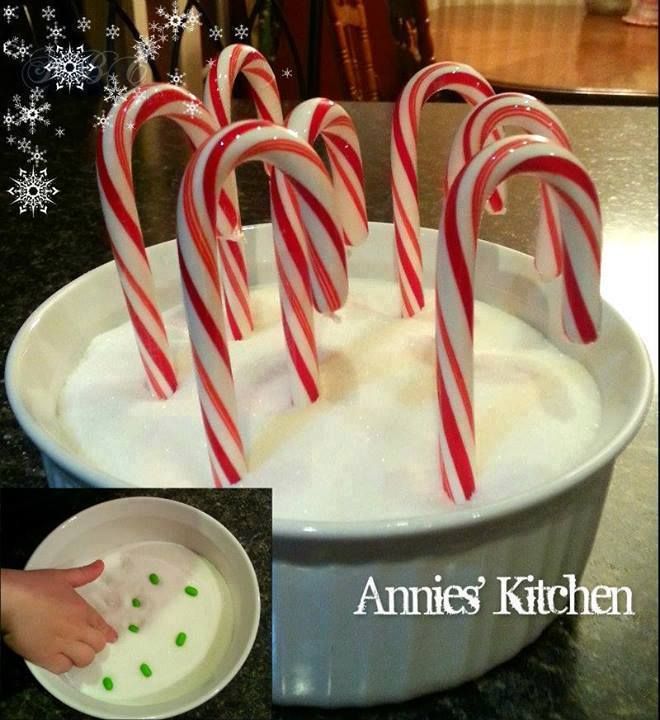 growing Candy Canes photo growingcc_zpsc7628b81.jpg
