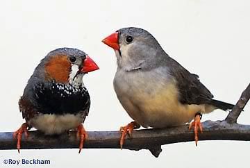 bbpair1.jpg Black Breasted Zebra Finch picture by Baffy2007