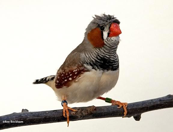 crestmale1.jpg Crested Zebra Finch picture by Baffy2007