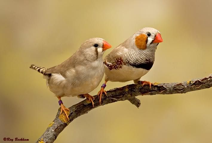 fawn_pair1.jpg Fawn Zebra Finch picture by Baffy2007