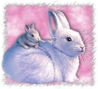 White Rabbits Pictures, Images and Photos