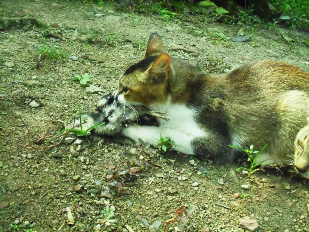 Fairly certain a neighbour's cat just killed one cock and three hens