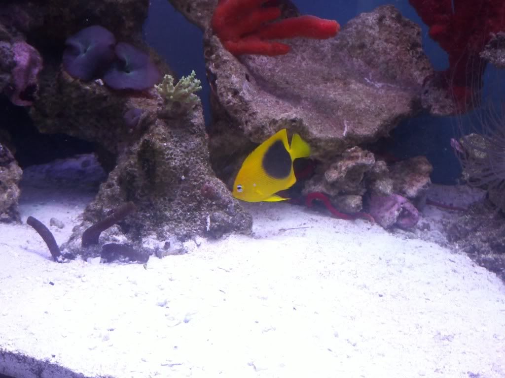 rock beauty angelfish care
