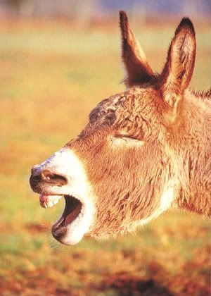 Braying Donkey