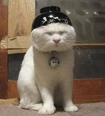 Chinese cat Pictures, Images and Photos