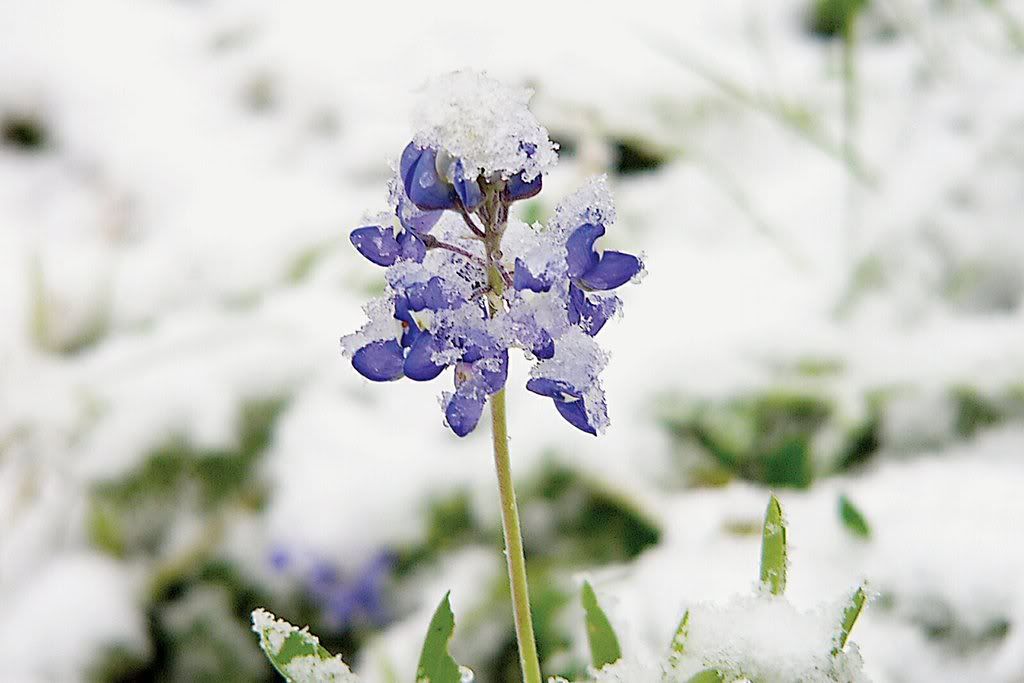 bluebonnet.jpg bluebonnet in snow image by artrealist