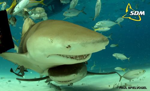 lemon shark photo: lemon shark Lemon-Shark-4-sharkdivermag.jpg
