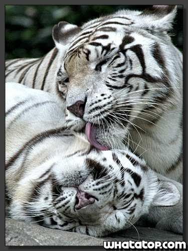 Tigres.jpg Tigres image by cristal2811