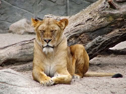 bigcats01ii9.jpg