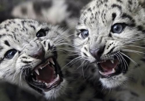 bigcats03ch6.jpg