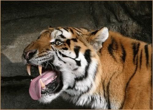 bigcats04uq0.jpg