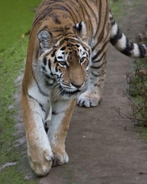 bigcats06fj3.jpg
