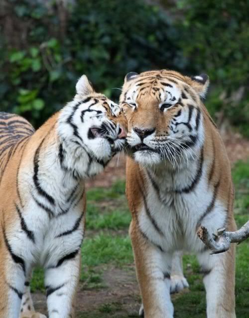 bigcats07sy0.jpg