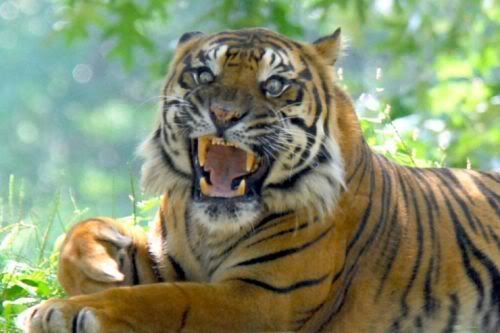 bigcats11zv5.jpg