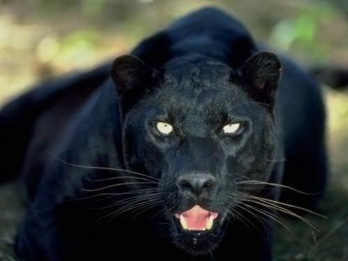 bigcats12bx9.jpg