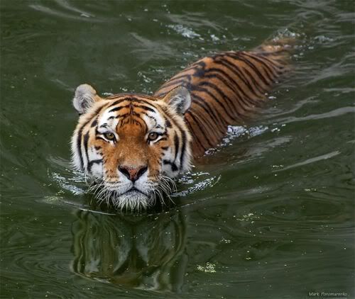 bigcats13tq6.jpg