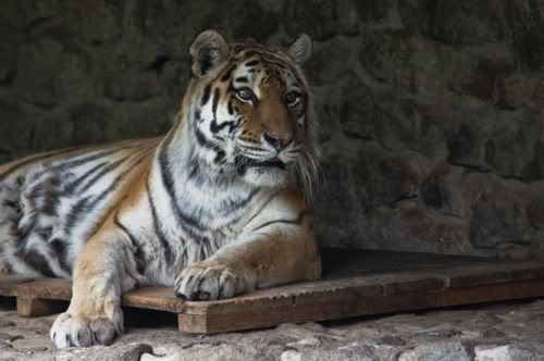 bigcats14ci4.jpg