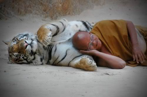 bigcats15qg5.jpg