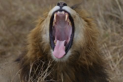 bigcats16mu0.jpg