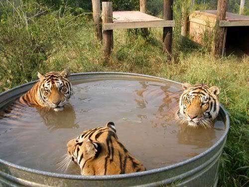 bigcats17wh3.jpg