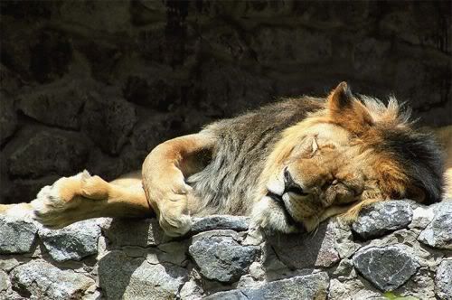 bigcats21ce2.jpg