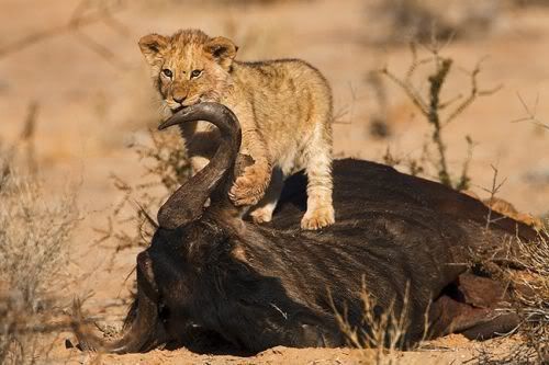 bigcats23wj9.jpg