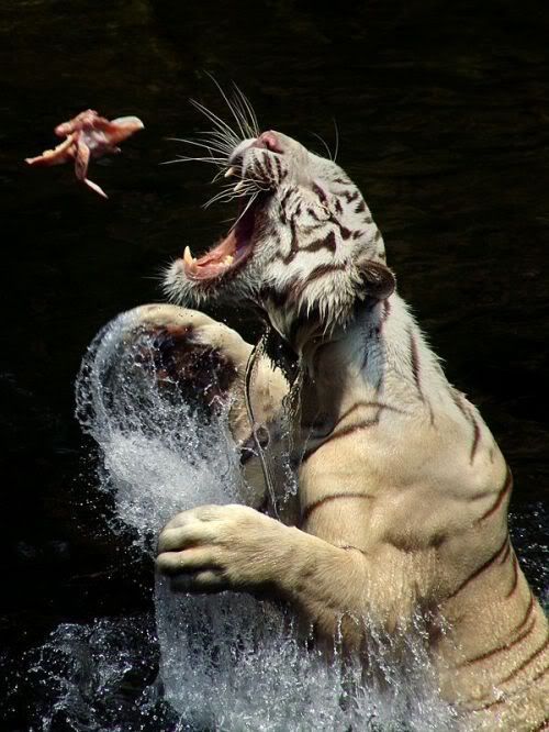 bigcats24nw1.jpg