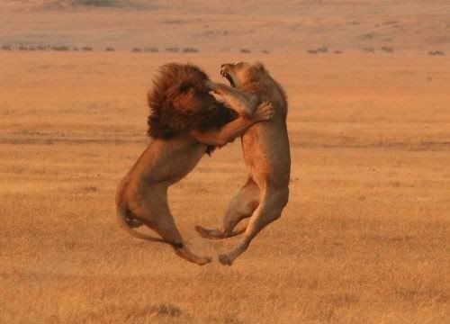 bigcats25gy1.jpg