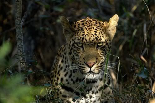 bigcats26mx9.jpg
