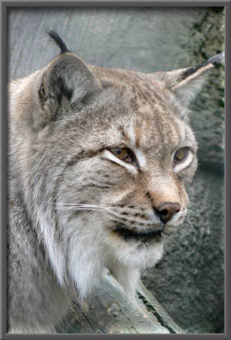 bigcats27nw6.jpg