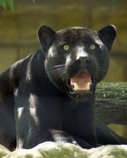 bigcats28xk4.jpg