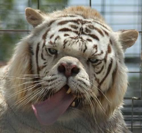 bigcats29ws6.jpg