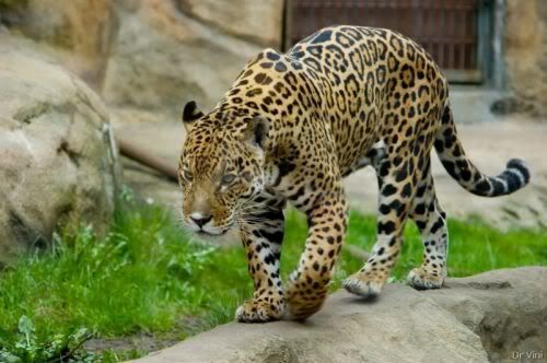 bigcats30kh9.jpg