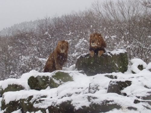 bigcats31km2.jpg